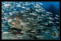   Goliath Grouper within baitball during aggregation season Jupiter FL. FL  